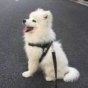 宅小透
