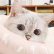 4011d68b82336b8e5eb682bcd107afca