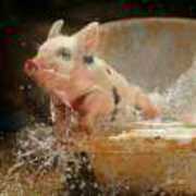 Ddb0d3eaa14945c4e18525e60f8627d7