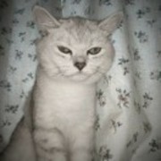 F7c85ec252e5ef7f1124952678c82886