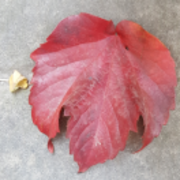 83c2c6ca241f7297e5a174ceefde16f7