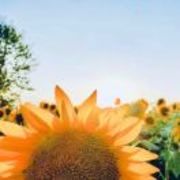 5ab2d883c24c43d20f6c23828f612785