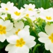 4c5db7f2db1eb0a72c81c7287be830d0