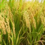 09ea16a28e47a66dbe628d8aff604996