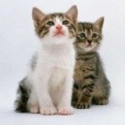 838a79334d598a58c9f7eea3c89c8ece