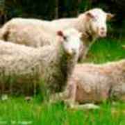 🐑-吴