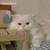 Small e4f926d39cd46fa9073b4604b8b921a9