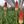 Tiny 1eff70504f8534eae199a1f596f9778e