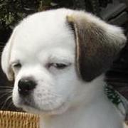 wodog