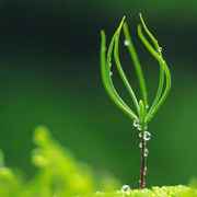 互联网技术专家