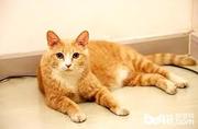 黑猫